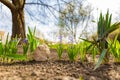 Spring nature background with tree blossom in garden or park Royalty Free Stock Photo