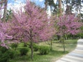 Beautiful flowering cercis trees with small pink flowers