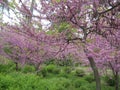 Beautiful flowering cercis trees with small pink flowers