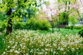 Spring nature. Beautiful landscape. Park with green grass, dandelions and trees