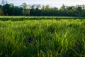 Spring Nature. Beautiful Landscape. Park with Green Grass and Trees Royalty Free Stock Photo