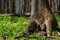 Spring Nature. Beautiful Landscape. Park with Green Grass and Trees. Tranquil Background Royalty Free Stock Photo