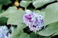 Spring nature beauty flower lilac in the garden Royalty Free Stock Photo