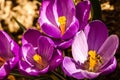 Spring in the nature, bees and purple crocus flowers Royalty Free Stock Photo
