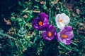 Spring in the nature, bees and purple and white crocus flowers Royalty Free Stock Photo