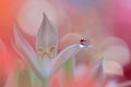 Spring nature blossom web banner or header.Abstract macro photo.Artistic Background.Colorful Wallpaper.Artwork,Drop.Flower,coral . Royalty Free Stock Photo