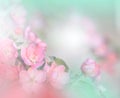 Spring nature blossom web banner or header.Abstract macro photo.Artistic Background.Fantasy design.Colorful Wallpaper.Nature. Royalty Free Stock Photo