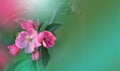 Spring nature blossom web banner or header.Abstract macro photo.Artistic Green Background.Fantasy design.Colorful Wallpaper. Royalty Free Stock Photo