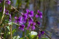 Spring nature common violets background. Viola Odorata flowers in the garden close up. Selective focus