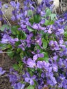 Spring nature common violets background. Viola Odorata flowers in the garden