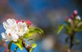 Spring nature defocused blurred background with lovely blossom, petal and bokeh on blue sky background. Springtime concept.