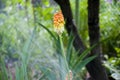 Spring. nature and environment. watering summer garden. Kniphofia flower. villatic holiday season, suburban. Kniphophia called Royalty Free Stock Photo