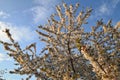 Spring in the nature, flowering Cherry Tree Royalty Free Stock Photo