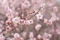 spring nature, flowering fruit tree