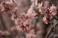 spring nature, flowering fruit tree and bee Royalty Free Stock Photo