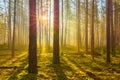 Spring nature. Spring forest. Sun shines through tree in forest with mist. Royalty Free Stock Photo