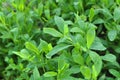 In the spring the grass is green doorweed Polygonum aviculare