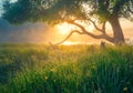 Spring green landscape. Spring background. Spring nature.