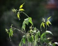 Maple branches in sparkling drops of water after rain. Rainy cool summer in the Western Urals. Royalty Free Stock Photo