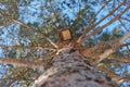 Spring, nature. A large conifer, a view from below. The texture of the pine trunk bark and the birdhouse on the trunk