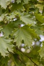 Spring nature. maple leaves close-up