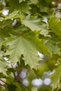 Spring nature. maple leaves close-up