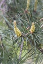 Spring nature. pine branch with new sprouts and cones