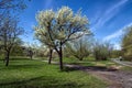 Magnolias flowering in Montreal botanical garden