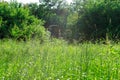 Spring Nature scene. Beautiful Landscape. Park with dandelions, Green Grass, Trees and flowers. Tranquil Background Royalty Free Stock Photo