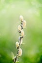 Spring nature Scene with pussy willow branch Royalty Free Stock Photo