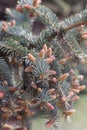 Spring nature. spruce branch with new sprouts and cones Royalty Free Stock Photo
