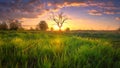 Spring nature. Sunny morning landscape with amazing sky. Grassy meadow in sunlight. Rural scene