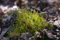 spring, nature wakes up, light, moss