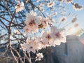 spring nature with white flowers