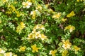 Spring nature yellow small flowers