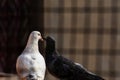 The spring is near and the love is everywhere, pigeons kissing and making their love. a black and a white pigeon`s love truly Royalty Free Stock Photo