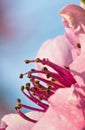 Spring nectarine colorful pink flowers pistils tree blooming in soft sunlight Royalty Free Stock Photo