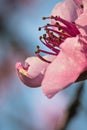 Spring nectarine colorful pink flowers pistils tree blooming in soft sunlight Royalty Free Stock Photo