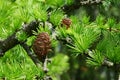 Spring needle fascicles and cones of Dahurian Larch, coniferous tree known under latin name Larix Gmelinii