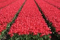 Spring in Netherlands tulip flower field red tulips flowers blooming Royalty Free Stock Photo