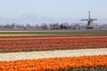 Spring in Netherlands tulip flower field red tulips flowers wind Royalty Free Stock Photo