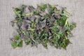 Spring nettle fresh sprouts on linen cloth