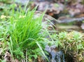 Spring new green grass Royalty Free Stock Photo