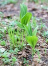 Spring new green grass Royalty Free Stock Photo