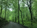 Country lane in the Appalachians