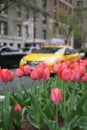 Spring in New York City with yellow taxi cab and red tulips on Park Ave Royalty Free Stock Photo