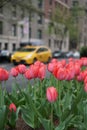 Spring in New York City with yellow taxi cab and red tulips on Park Ave Royalty Free Stock Photo