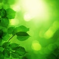 Spring night background with green leaves and sun bokeh light