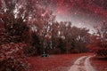 Spring night infrared photography.