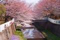 Spring Nogawa Chofu